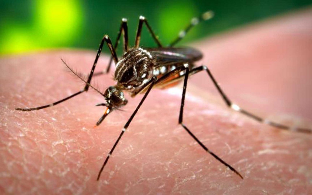 Zika, ¡MÁS MIEDO!, ¡MÁS NEGOCIO!, ¡MENOS HUMANIDAD!